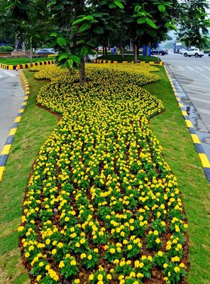 美丽花都!商业大道、三东大道…花都城区道路成新打卡景点,你还认得出吗?