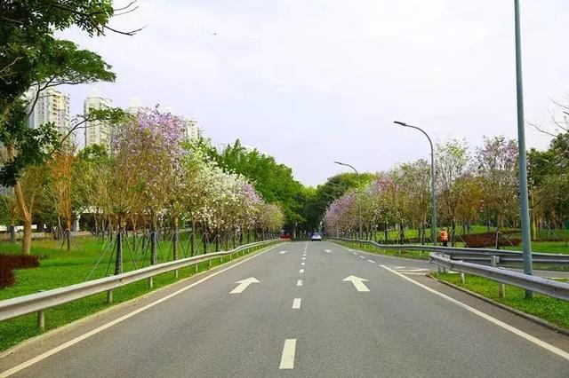 广深高速南城段两侧沿线道路绿化提升项目