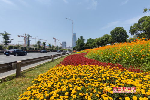 南昌沿江快速路5000平方米各类花卉迎来盛花期